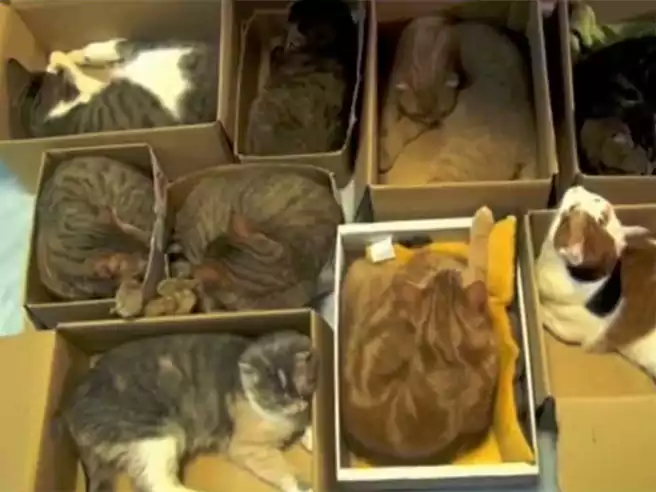 Kucing Tidur Di Dalam Kotak Dengan Posisi Meringkuk