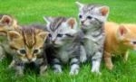Apa itu Adopsi Kucing? Syarat, Biaya dan Tips untuk Pemula