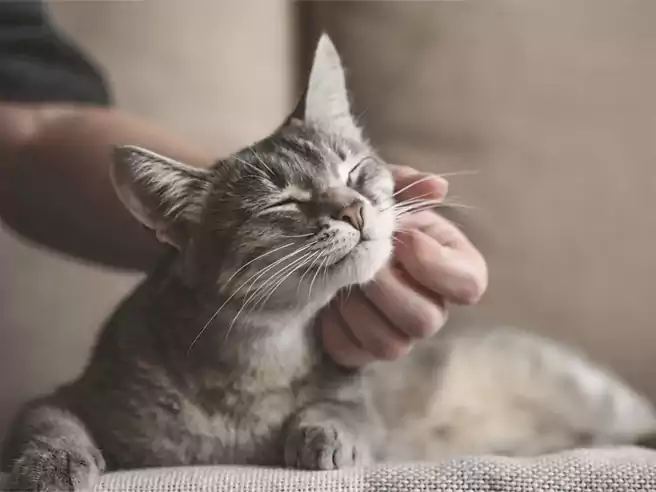 Bahasa Kucing Kucing Mengeluarkan Suara Dengkuran