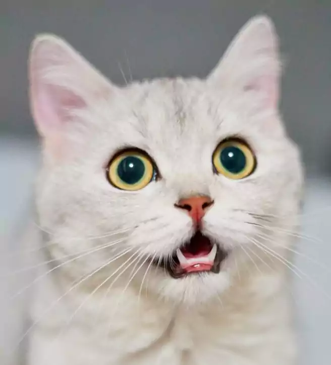 Bahasa Kucing Kucing Mengeluarkan Suara Suara Tertentu Yang Khas