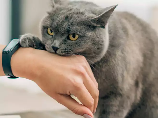 Bahasa Kucing Kucing Menggigit Tangan Atau Kaki Majikannya