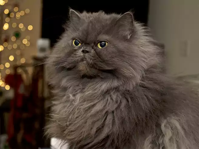 Kucing Persia Cantik Dengan Warna Bulu Abu Abu