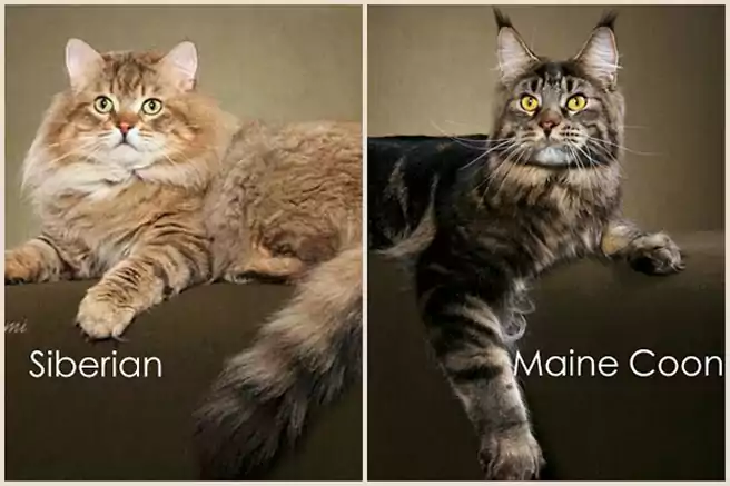 Kucing Siberian Vs Kucing Maine Coon