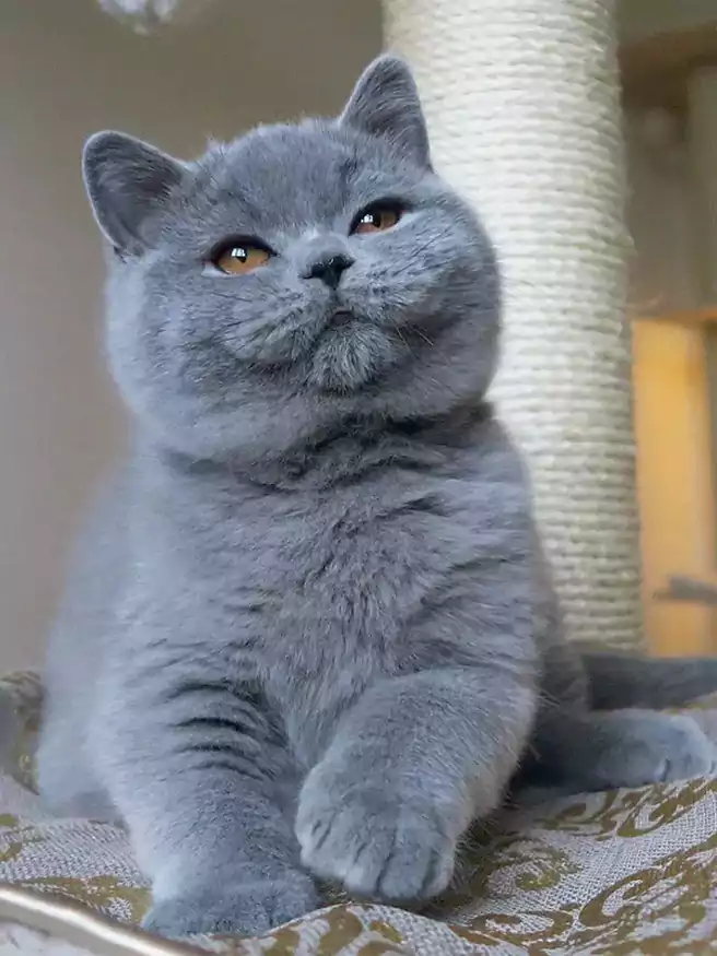 Kucing Ras British Shorthair Dengan Warna Bulu Abu Abu