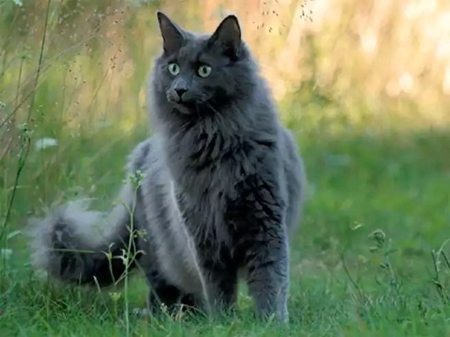 Kucing Ras Norwegian Forest Dengan Warna Bulu Dominan Abu Abu