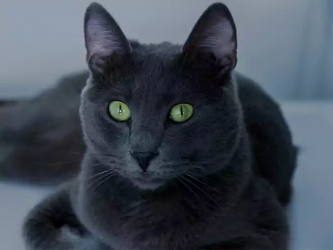 Kucing Ras Russian Blue Warna Abu Abu