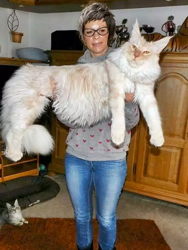 Ukuran Kucing Maine Coon Sangat Besar