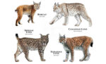 10 Fakta Menakjubkan Kucing Lynx yang Wajib Diketahui