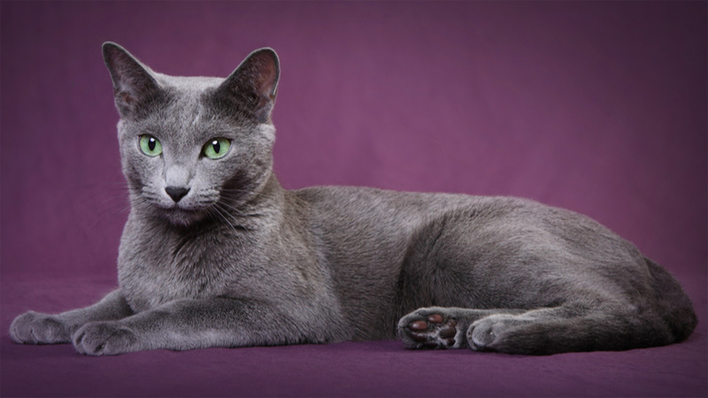 Fakta Menarik Kucing Russian Blue Yang Jarang Diketahui