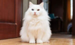 10 Fakta Menarik tentang Kucing Anggora yang Perlu Diketahui