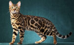 10 Fakta Unik Kucing Bengal: Apa yang Membuat Mereka Spesial?