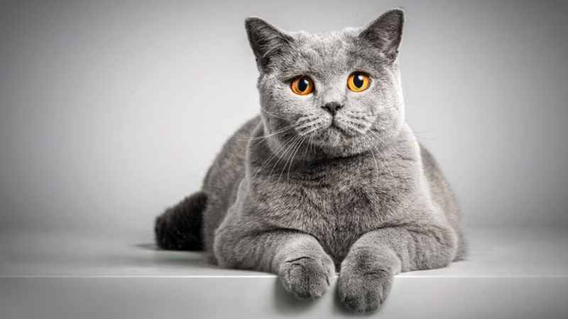 Fakta Unik Kucing British Shorthair Yang Jarang Diketahui