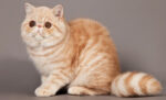 10 Fakta Unik Kucing Exotic Shorthair yang Harus Diketahui