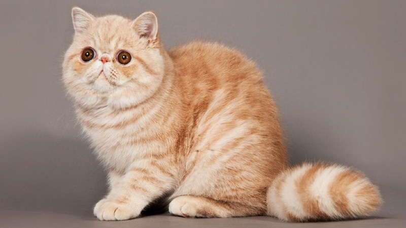 Fakta Unik Kucing Exotic Shorthair Yang Harus Diketahui