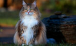 10 Fakta Unik Kucing Norwegian Forest: Raja Hutan dari Skandinavia