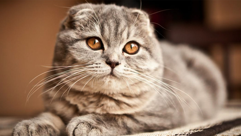 Fakta Unik Kucing Scottish Fold Yang Menakjubkan