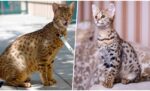 10 Perbedaan Kucing Ashera dan Savannah: Kucing Eksotis Mana Favoritmu?